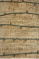 photo texture of palm bark 0003
